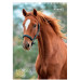Календарь 2026 А3 настенный перекидной, на 1 пружину Axent Horses (8804-26-3-a)